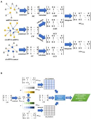 Identifying circRNA-miRNA interaction based on multi-biological interaction fusion